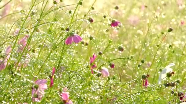 Cosmos Flowers Spray Garden Outdoor Lumphun Province Thailand — Vídeo de Stock