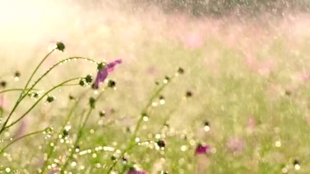 Cosmos Flowers Spray Garden Outdoor Lumphun Province Thailand — Stock video