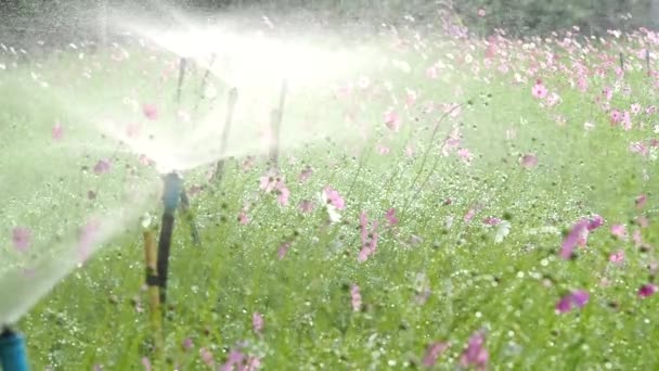 Cosmos Flowers Spray Garden Outdoor Lumphun Province Thailand — Stock video