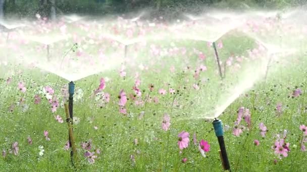 庭のスプレーでコスモスの花 Lumphunタイ — ストック動画