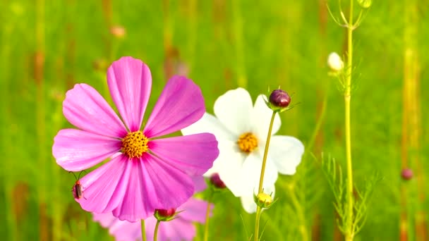 Прекрасні Квіти Космосу Саду Відкритий Чіангмай Таїланд — стокове відео