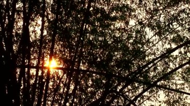 Akşama Chiangmai Tayland 'da, gün ışığında bambu ağaçlarının silueti..