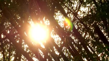 Akşama Chiangmai Tayland 'da, gün ışığında bambu ağaçlarının silueti..