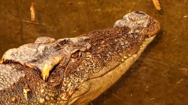 Timsah kapanır, Chiangmai Tayland açılır..