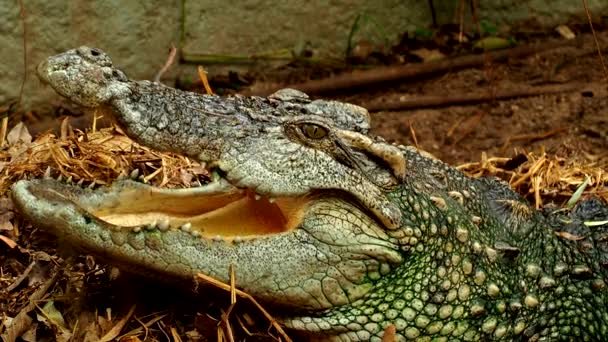 Закрийте Крокодил Відкритий Чіангмай Таїланд — стокове відео