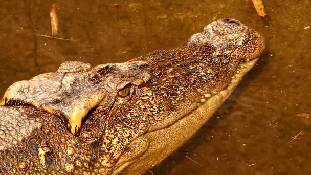 Fermer Crocodile Extérieur Chiangmai Thaïlande — Video