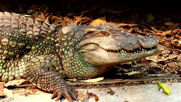 Close Crocodilo Livre Chiangmai Tailândia — Vídeo de Stock