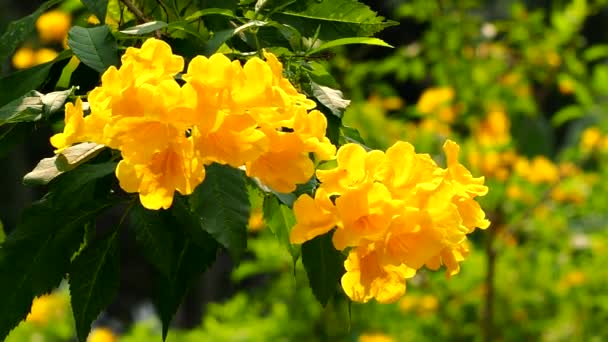 Zamknij Żółte Kwiaty Bzu Wsi Chiangmai Tajlandii — Wideo stockowe