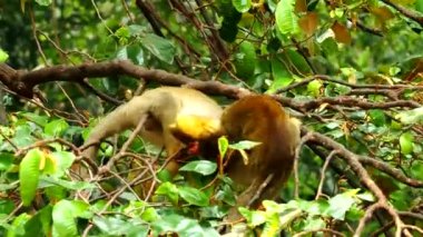 Chiangmai Tayland 'da sincap maymunları ağaçta oynuyorlar..