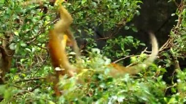 Chiangmai Tayland 'da sincap maymunları ağaçta oynuyorlar..