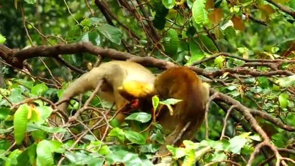 Monos Ardilla Están Jugando Árbol Chiangmai Tailandia — Vídeo de stock