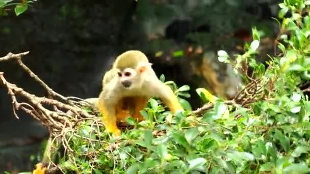 Wiewiórka Małpy Bawią Się Drzewie Chiangmai Tajlandii — Wideo stockowe