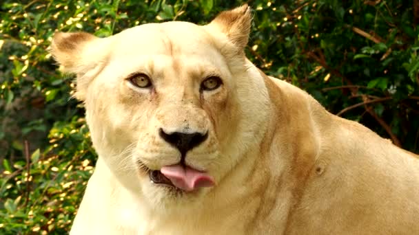 白いライオンの顔を閉じます チェンマイタイ — ストック動画