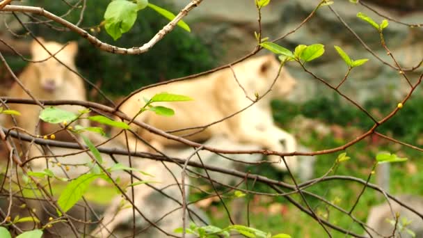 白色のライオンの木の前景の後ろの岩の上に 屋外のチェンマイタイ休んでいる — ストック動画