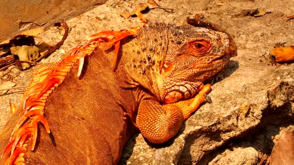 Iguana Leży Ziemi Zewnątrz Chiangmai Tajlandii — Wideo stockowe