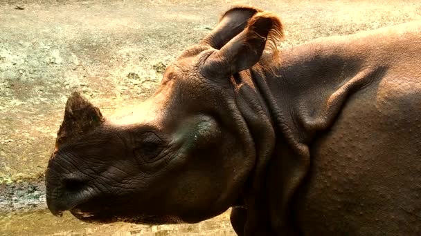 Close India Rhino Chiangmai Thailand — Stock Video