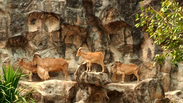 Barbary Pecore Sono Piedi Sulla Roccia Chiangmai Thailandia — Video Stock