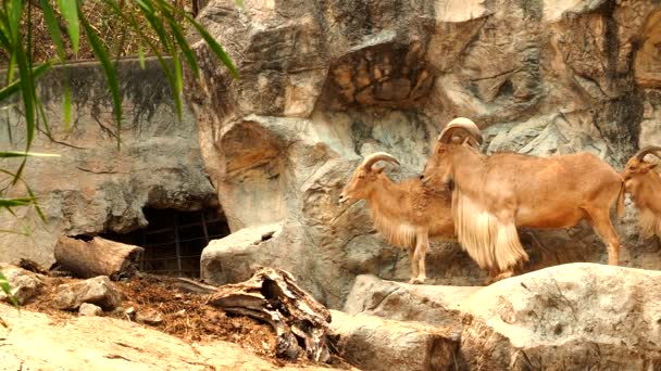 泰国清迈 巴巴里羊在岩石上行走 — 图库视频影像