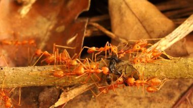 Kırmızı karıncalar siyah karıncayı ısırıyor, dışarıda Chiangmai Tayland.