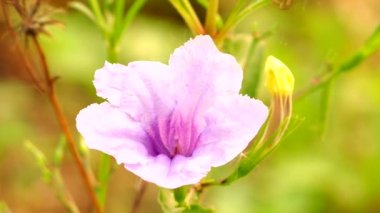 Bahçesinde güneş ışığı olan mor çiçek, Chiangmai Tayland