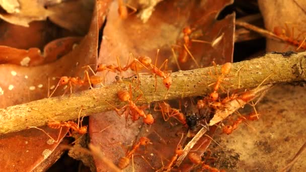 개미가 개미를 있습니다 — 비디오