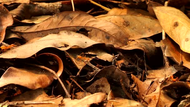 乾燥した葉と赤アリの山 ドアの外 チェンマイタイ — ストック動画