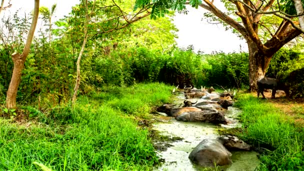 Tid Förflutit För Thai Buffalos Vilar Dammen Utomhus Chiangmai Thailand — Stockvideo
