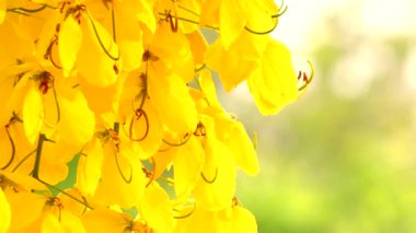 Güneş ışığıyla sarı çiçekler, açık hava Chiangmai Tayland