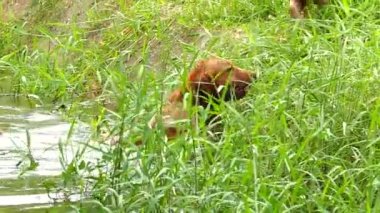 Köpek nehirde yüzüyor ve arkadaşlarıyla oynuyor, dışarıda Chiangmai Tayland 'da..