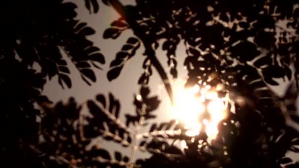 Rozmazané Siluety Stromů Slunečního Záření Chiangmai Thajsko — Stock video
