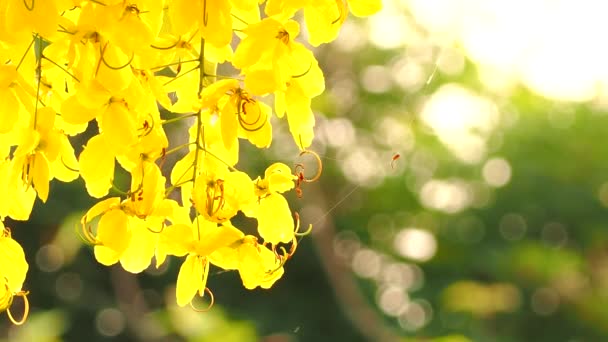 Gula Blommor Med Solljus Utomhus Chiangmai Thailand — Stockvideo