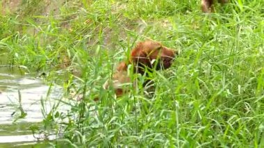 Köpek nehirde yüzüyor ve arkadaşlarıyla oynuyor, dışarıda Chiangmai Tayland 'da..