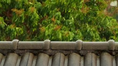 Fırtına sırasında çatı ve ağaçlar Chiangmai Tayland tarafında..