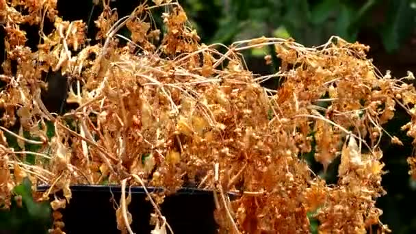 Fiore Morto Vaso Con Luce Del Sole Chiangmai Thailandia — Video Stock