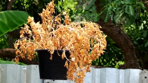 泰国清迈花盆中的枯萎花朵 阳光普照 — 图库视频影像