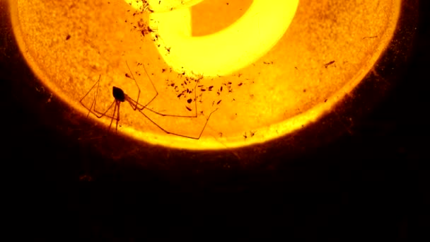蜘蛛带着灯泡爬到网上 在泰国清迈门口 — 图库视频影像