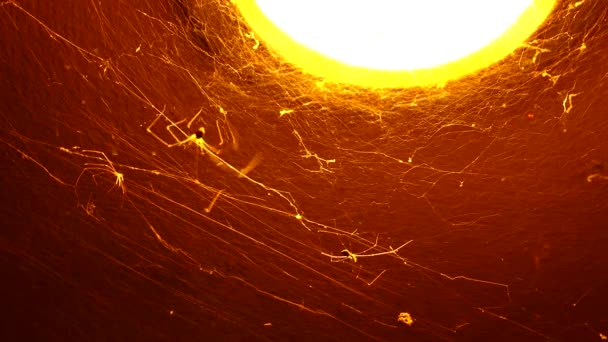Spider Climbing Web Light Bulb Door Chiangmai Thailand — Stock Video