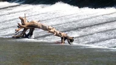 Weir 'da sular akıyor, Chiangmai Tayland tarafında..