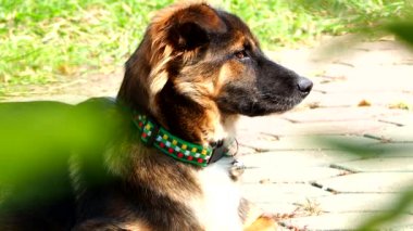 Kapatın Tayland köpek suratını, Chiangmai Tayland 'ın dışında..