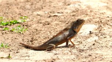 Tayland kertenkelesini yere yakın, Chiangmai Tayland kapısında..