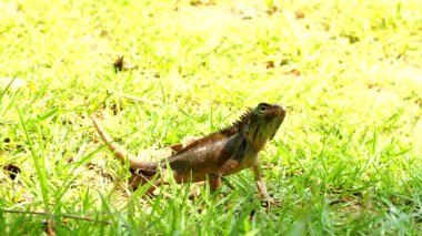 Tayland kertenkelesini yere yakın, Chiangmai Tayland kapısında..