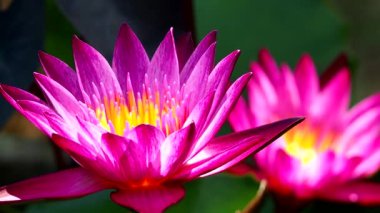 Pembe lotus gölette, açık havada Chiangmai Tayland
