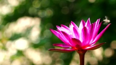 Pembe lotus gölette, açık havada Chiangmai Tayland