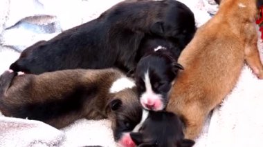 Yavru köpekler sepetin içinde, Chiangmai Tayland 'da uyuyor..