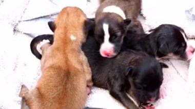 Yavru köpekler sepetin içinde, Chiangmai Tayland 'da uyuyor..