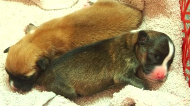 Yavru köpekler sepetin içinde, Chiangmai Tayland 'da uyuyor..