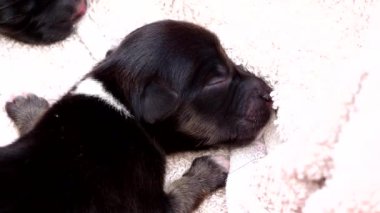 Yavru köpek, Chiangmai Tayland 'da sepette uyuyor..