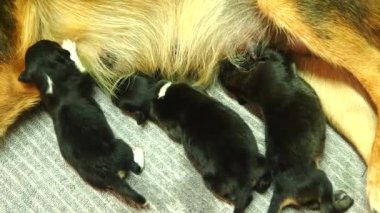 Yavru köpekler Chiangmai Tayland 'da annelerinden süt emiyorlar..