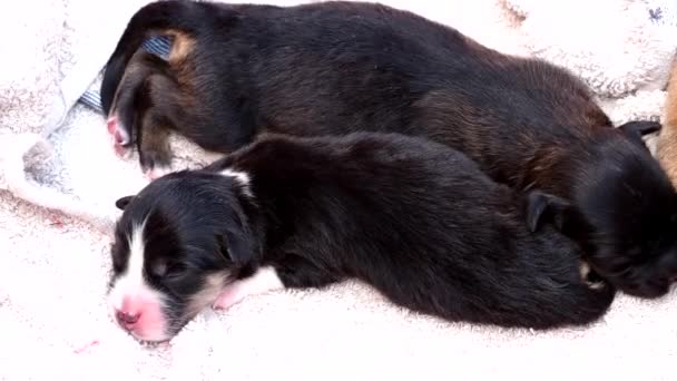 Baby Hunde Sover Kurv Huset Chiangmai Thailand – Stock-video