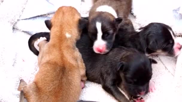 Baby Honden Slapen Mand Huis Chiangmai Thailand — Stockvideo